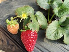 -甜心庄园·甜心草莓采摘园(西青中北店)