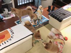 -逗柴咖啡屋·狗咖猫咖宠物桌游