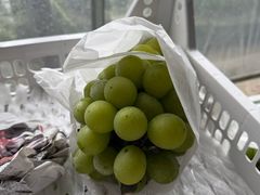 -马陆小张葡萄园农家乐