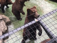 -深圳野生动物园