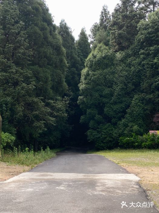 旗山国家森林公园图片