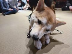 -豆柴町-柴犬主题狗咖(红鼎国际C座店)