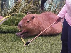 -正佳雨林生态植物园