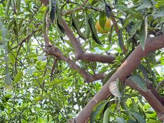 -国家植物园南园