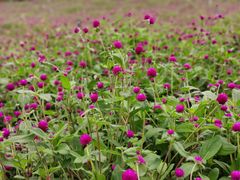 -松山湖梦幻百花洲
