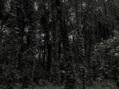 -昆山城市生态森林公园