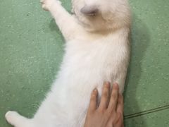 -藦茜花园宠物主题亲子互动体验馆(国顺东路店)