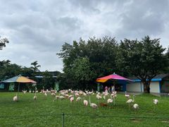 -广州长隆飞鸟乐园