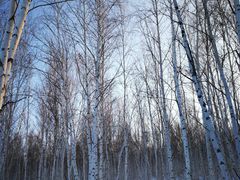 -北极村旅游风景区