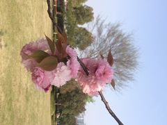 iphone_upload_pic-凤城河风景区