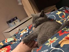 -喵zoo家庭繁育猫舍(尖东智能花园店)