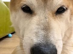 -是阿柴呀！柴犬咖啡·爱喵喵猫咖