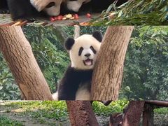 -重庆国际马戏城