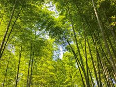 景点-天目湖山水园