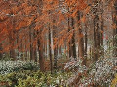 -上海海湾国家森林公园