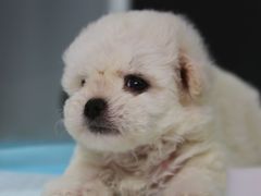-翊宠yipet猫狗购宠庄园