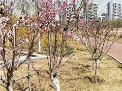 -天津东丽湖风景区