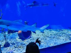 -太平洋海底世界