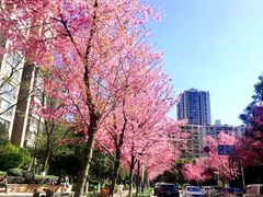 -云南省昆明市正义路步行街(三市街)