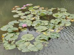 -云溪植物园