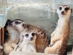 -呀路古热带植物园