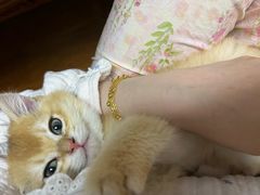 -关爱宠物医院·猫科中心·消化科(滨湖万达分院)