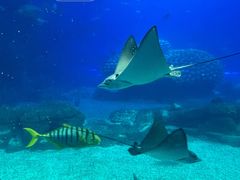 -珠海长隆海洋王国