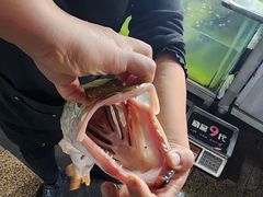 -煲来饱去冷水鱼