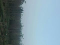 -建华生态湿地百荷园