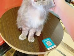 -猫色咖啡·猫咖