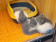 -欣宠猫屋·矮脚拿破仑·蓝金金渐层