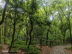 -上海佘山国家森林公园天马山园
