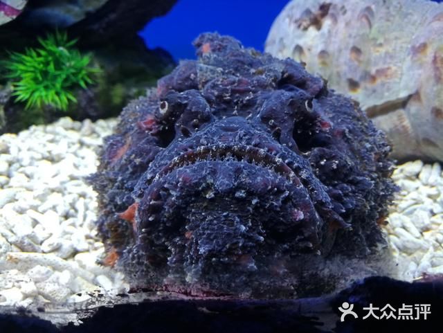 毕竟，毒鮋的外表，实在是太像石头了。游客一不小心