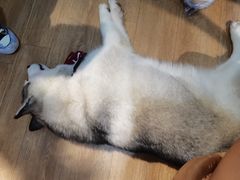 -Husky Go! 哈士奇体验馆·宠物咖啡厅狗咖