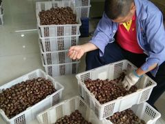 -阿男野栗王(金门路店)