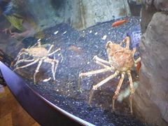 -迪拜水族馆及水下动物园