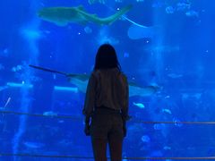 -新加坡海洋生态馆