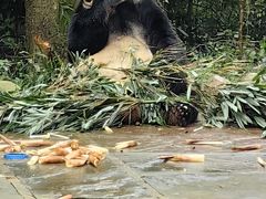 -中国大熊猫保护研究中心雅安碧峰峡基地