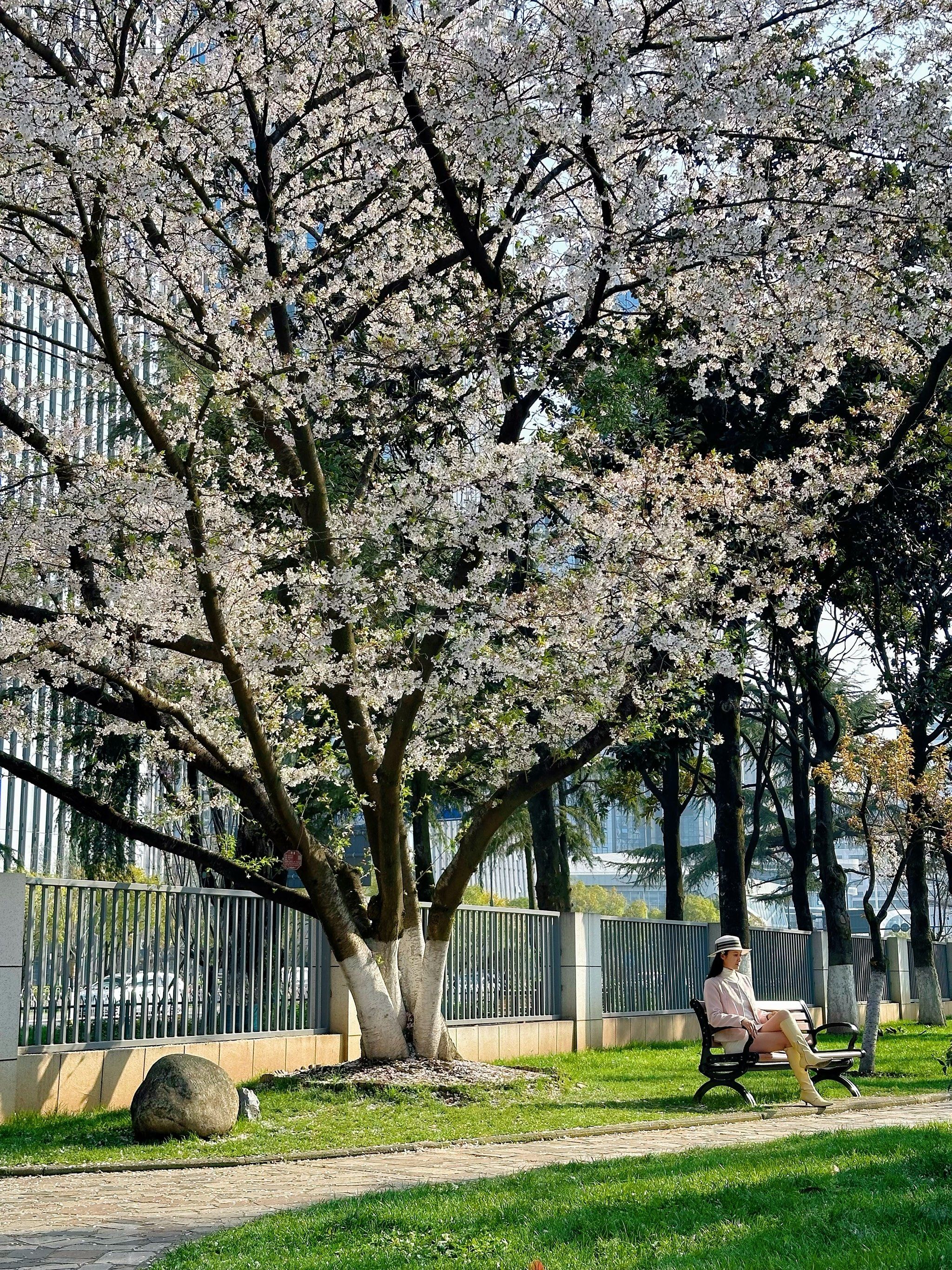 市中心氛围浓郁春日樱花树🌸🌸🌸
