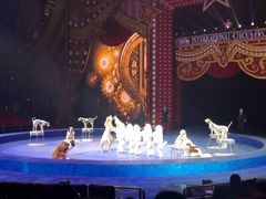 -珠海横琴长隆《卡卡虎奇遇记》