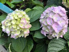 -广州白天鹅宾馆