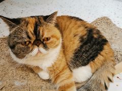 -滚猫咖啡·猫咖·猫友好撸猫(未来城店)