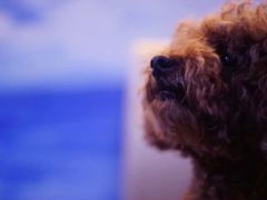 -彩虹桥宠物火化殡葬善终服务(金乐大厦店)