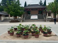 -函谷关历史文化旅游区