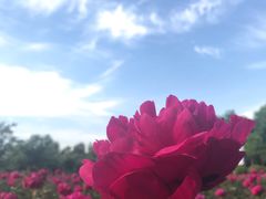 -扬州芍药园(仪征市)