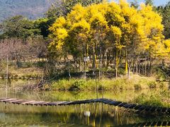 -天适樱花悠乐园