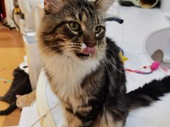 -COLOR PETS 撸猫馆·购猫·猫咖(长风大悦城店)