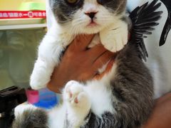 -lincat·猫舍(广州店)