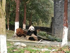 -都江堰中华大熊猫苑