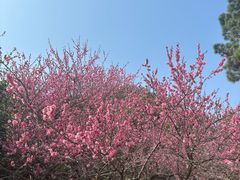 -杭州植物园